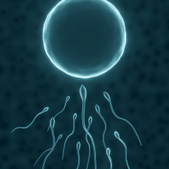 Nuevo estudio de Urólogos Chilenos demuestra que los antioxidantes mejoran la calidad del ADN espermático