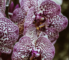 Nuestras orquídeas