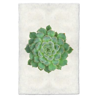 IMPRESIÓN SUCCULENT #51