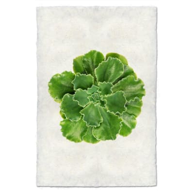 IMPRESIÓN SUCCULENT #61