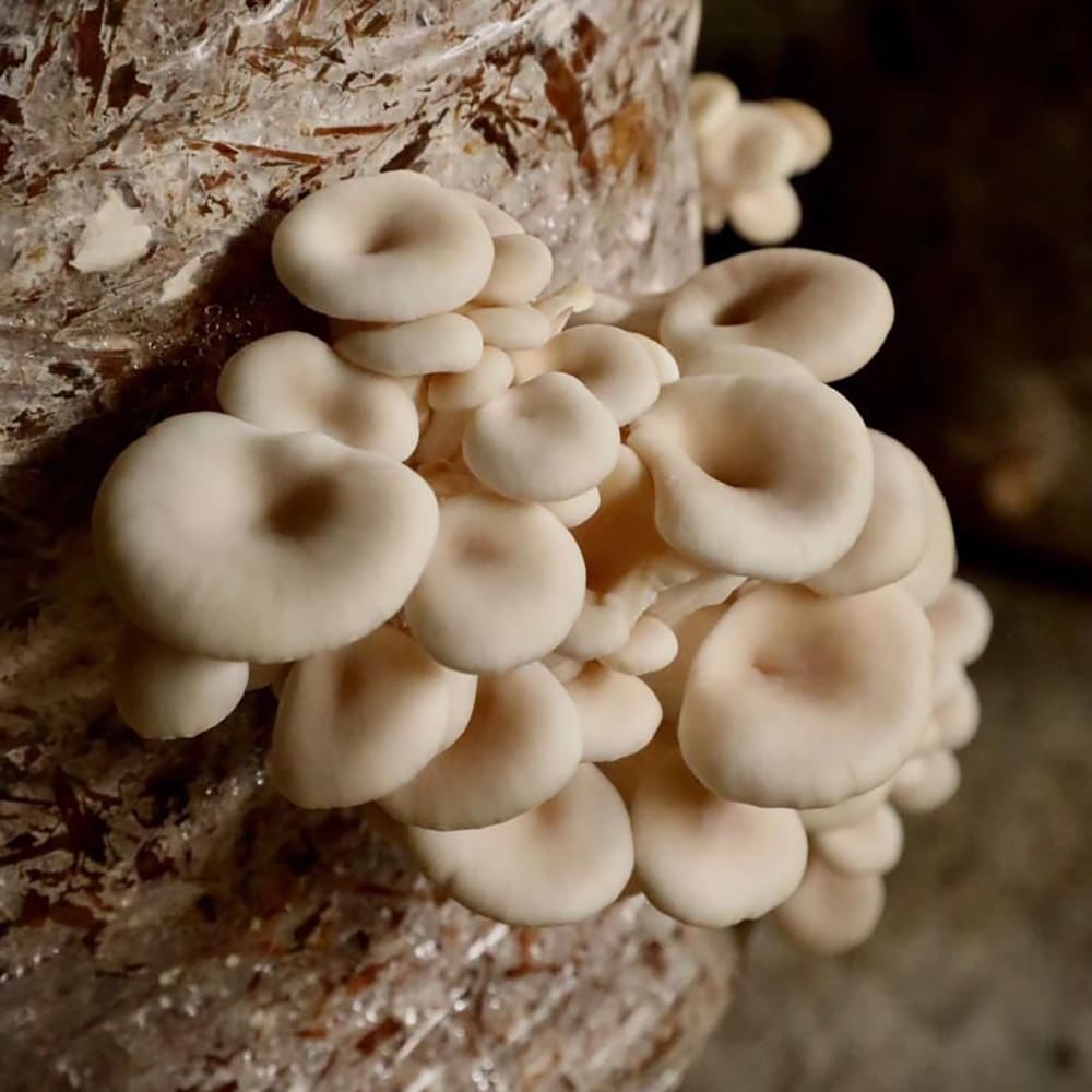 Pack 50 Bolsas para Cultivo de hongos 20x12x505