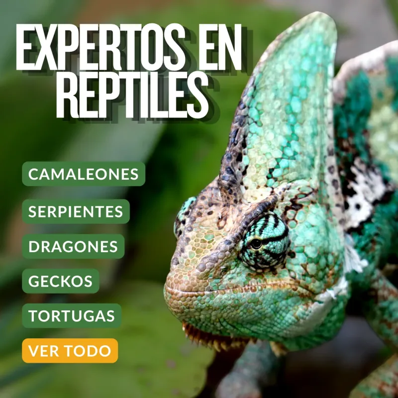 collection reptiles