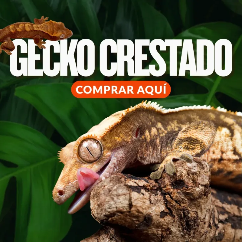 collection crestados