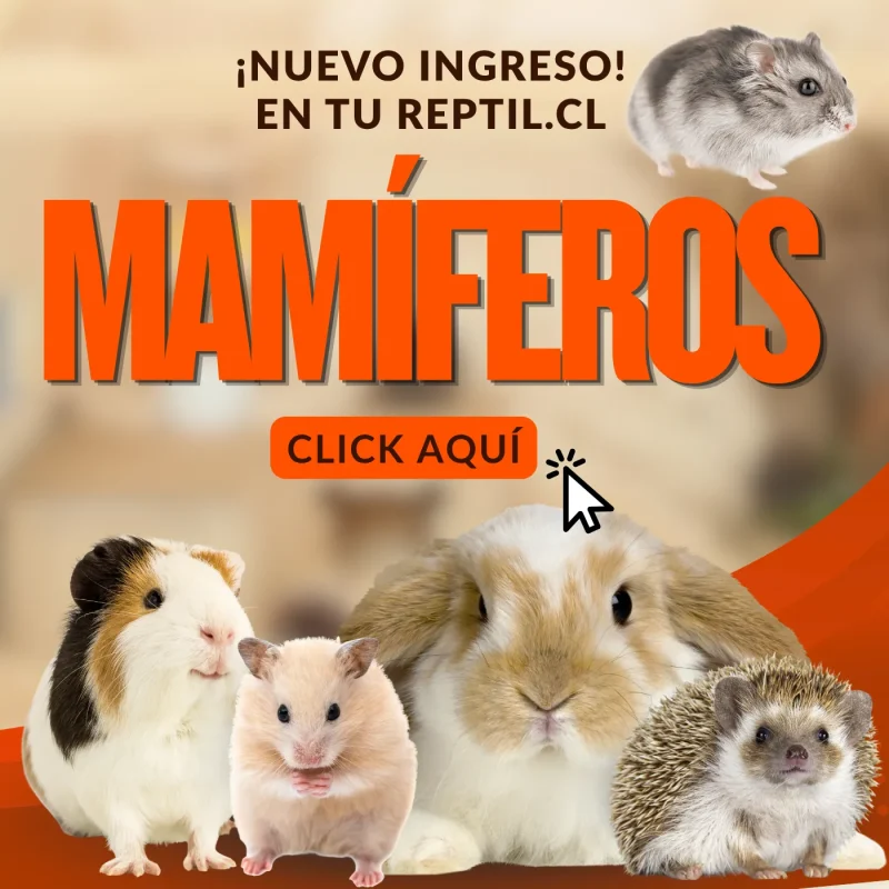 collection mamiferos