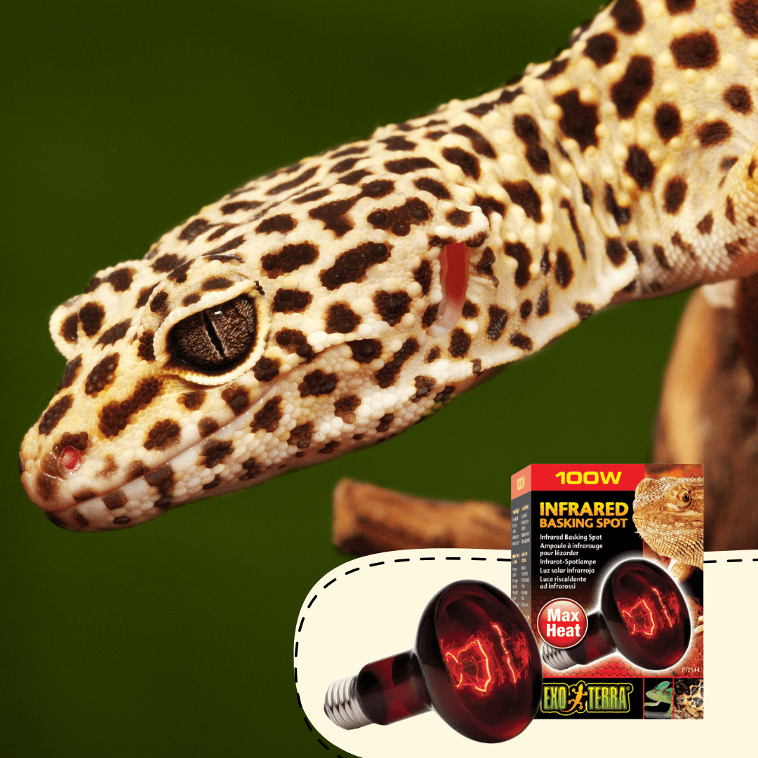 Accesorios que ayudan a mantener temperatura adecuada en Invierno