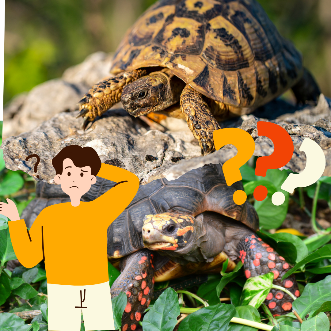 ¿Qué necesito para tener una tortuga de tierra?