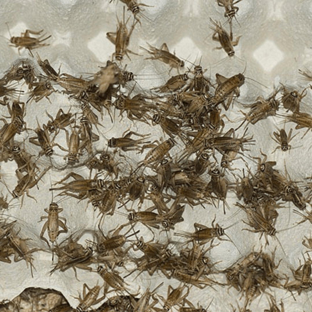 Cómo mantener vivo el alimento vivo sin morir en el intento