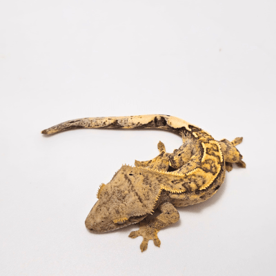 GECKO CRESTADO, Correlophus ciliatus