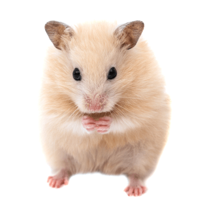 HAMSTER GOLDEN (Mesocricetus auratus)
