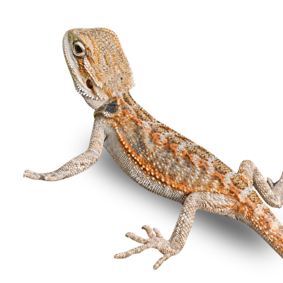 DRAGON BARBUDO RED MIX, Pogona vitticeps1