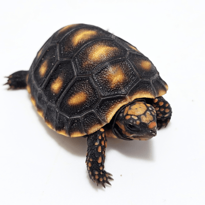 TORTUGA DE PATAS ROJAS, INFANTIL, Chelonoidis carbonaria