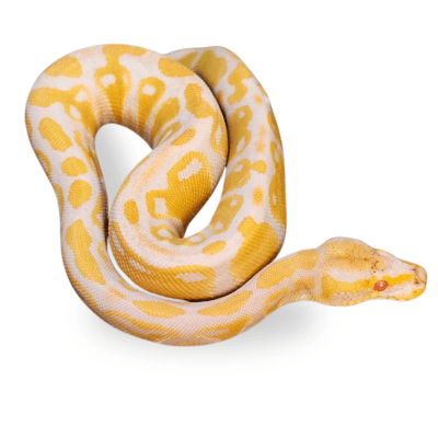 PITON BOLA ALBINA N°23, Python regius