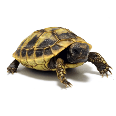 TORTUGA MEDITERRANEA PEQUEÑA 3,5 A 4,5 CM