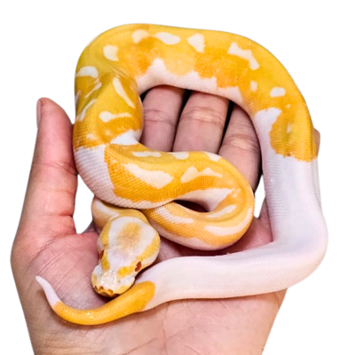 PITON BOLA PIEBALD ALBINA N°25, Python regius