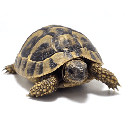 TORTUGA MEDITERRANEA GRANDE 6 A 8 CM