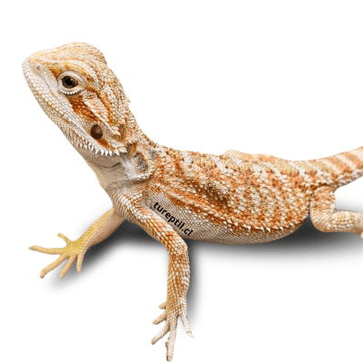 DRAGON BARBUDO SUPER RED, Pogona vitticeps (INFANTIL)1