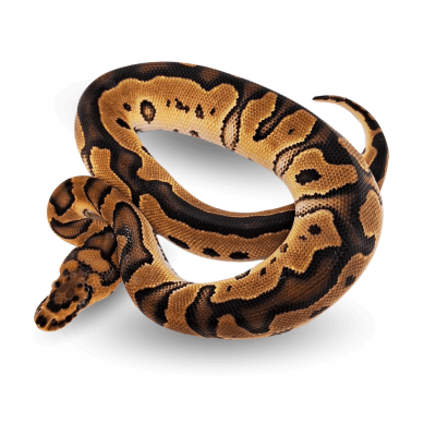 PITON BOLA CLOWN, Python regius