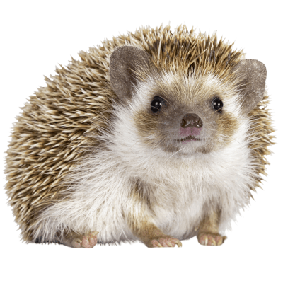 ERIZO DE TIERRA, (Atelerix albiventris)1