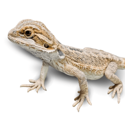 DRAGON BARBUDO NOMINAL