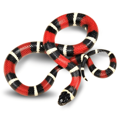 FALSA CORAL, Lampropeltis triangulum