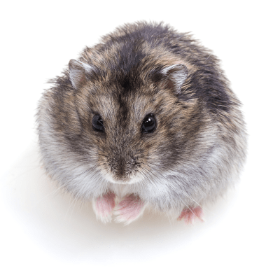 HAMSTER CHINOS (Cricetulus barabensis)