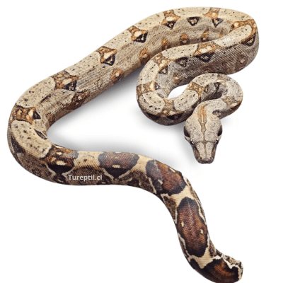 BOA CONSTRICTOR RED TAIL, Boa constrictor