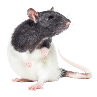 RATA O GUAREN, Rattus rattus