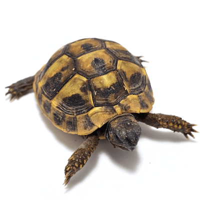 TORTUGA MEDITERRANEA 4,6 A 5,5 CM