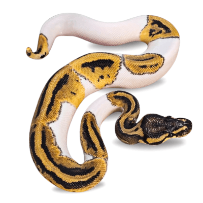 PITON BOLA PIEBALD N°40, Python regius1