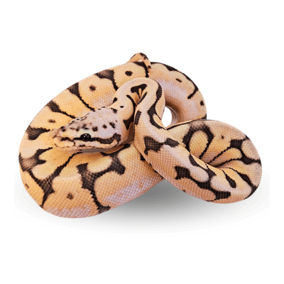 PITON BOLA BUMBLE BEE, Python regius