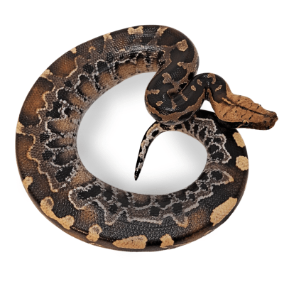 PITON SANGRE, Python curtus
