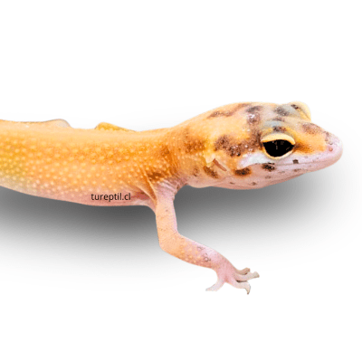 GECKO LEOPARDO (FASES), Eublepharis macularius