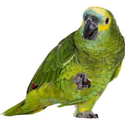 LORO AMAZÓNICO, (amazona aestiva)