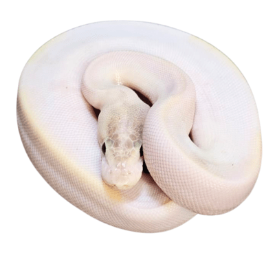 PITON BOLA IVORY PIEBALD POS CALICO N°48, Python regius1