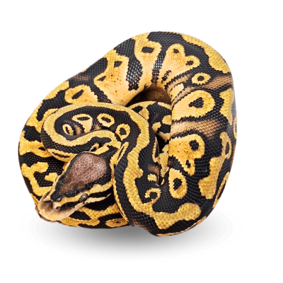 PITON BOLA PASTEL, Python regius