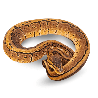 PITON BOLA PINESTRIPE, Python regius