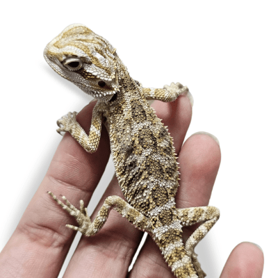 DRAGON BARBUDO NOMINAL