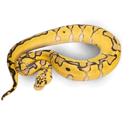 PITON BOLA PASTEL ENCHI CLOWN, Python regius