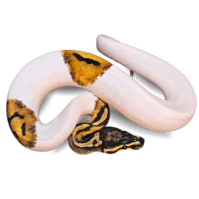 PITON BOLA PIEBALD N°45, Python regius