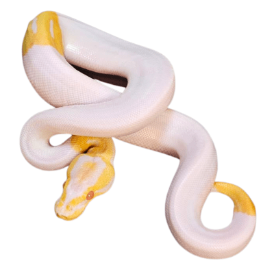 PITÓN BOLA PIEBALD ALBINA N°27, Python regius