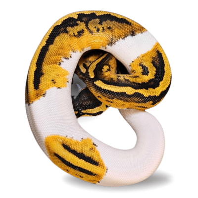 PITON BOLA PIEBALD N°62, Python regius