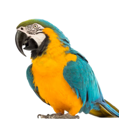 GUACAMAYO AZUL AMARILLO, (Ara ararauna)
