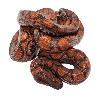 BOA ARCOIRIS, Epicrates cenchria (Juvenil)1