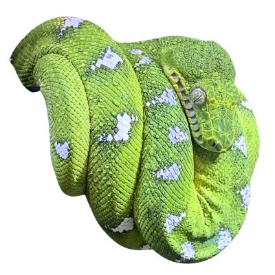 BOA ESMERALDA, Corallus caninus