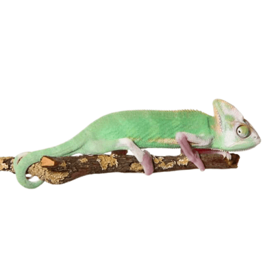 CAMALEÓN VELADO PIEDBALD, Chamaleo calyptratus (Infantil)