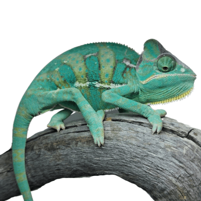 CAMALEON VELADO (JUVENIL), Chamaeleo calyptratus