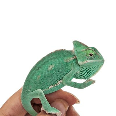 CAMALEON VELADO (INFANTIL), Chamaeleo calyptratus