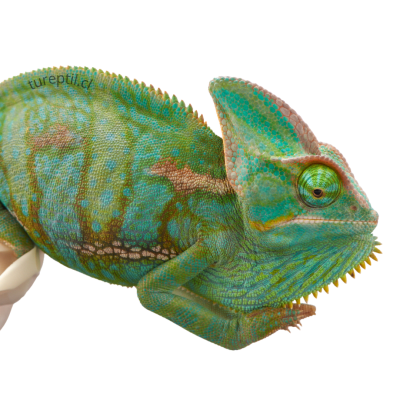 CAMALEON VELADO (JUVENIL), Chamaeleo calyptratus