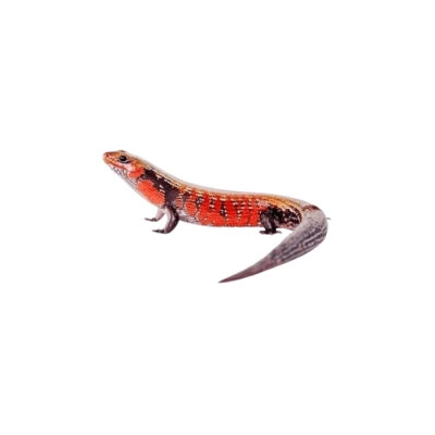 SCINCO DE FUEGO1