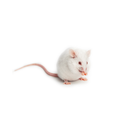 RATON O LAUCHAS, Mus muculus